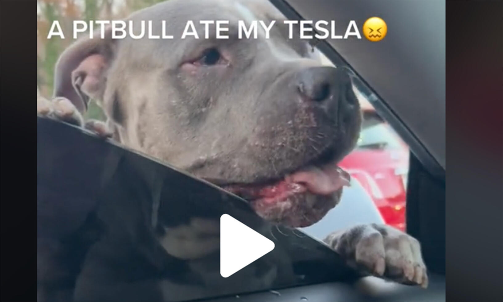 Här går pitbull-terriern till attack.